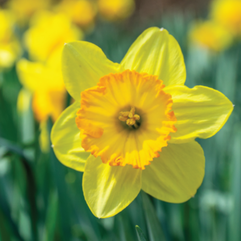 Spring into Savings 
3.75% APY*
12- month CD&nbsp;
 Guaranteed Earnings
 No Market Risk&nbsp;
$2,500 to open and earn&nbsp;